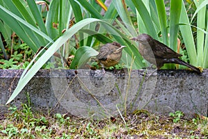 The bird feeds the chick that flew out of the nest