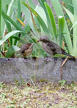 The bird feeds the chick that flew out of the nest. Common blackbird