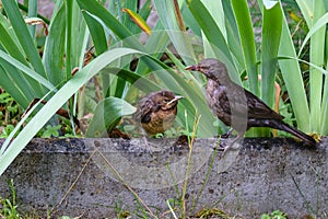 The bird feeds the chick that flew out of the nest. Natural habitat