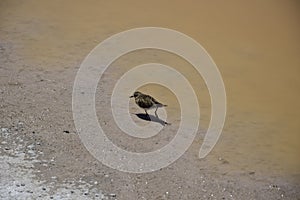 The bird feeds on the shore of the lake. Off-road tour on the salt flat Salar de Uyuni in Bolivia