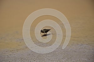 The bird feeds on the shore of the lake. Off-road tour on the salt flat Salar de Uyuni in Bolivia