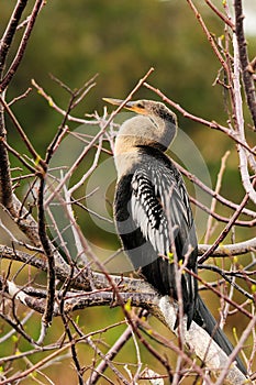 Bird: Female Anhinga