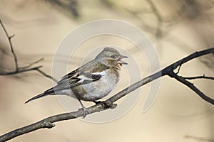 Pájaro es un una mujer pinzón cantando en Bosque en la primavera 