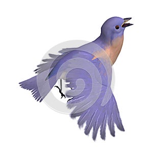 Bird Female Western Bluebird. 3D rendering with