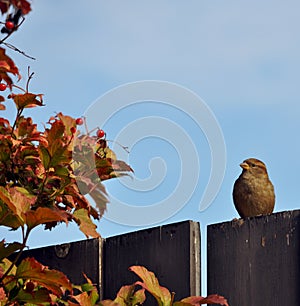 Bird on the Fence