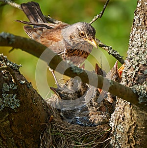 Bird Fieldfare Turdus pilaris. Fieldfare feeds chicks in the nest