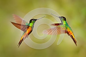 Bird fight. Hummingbird Golden-bellied Starfrontlet, Coeligena bonapartei, with long golden tail, beautiful action flight scene