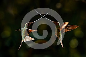 Bird fight with swords. Sword-billed hummingbird, Ensifera ensifera, bird to have a bill longer than the rest of its body. Bird in