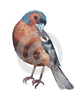 Bird Finch with a blue-orange face photo