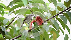 Bird finely feathered grayish white on the chest black wings