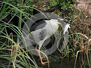 Bird with fish