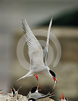 Bird with fish in mouth