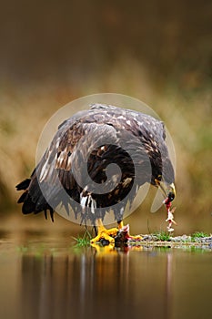 Bird with fish. White-tailed Eagle, Haliaeetus albicilla, feeding kill fish in the water, with brown grass in background, Sweden.