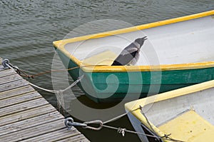 Bird in fisherman boat tied at dock