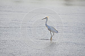 Bird fishing, at El Espino beach photo