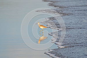 Bird fishing, Playa El Espino photo
