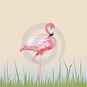 Bird flamingo