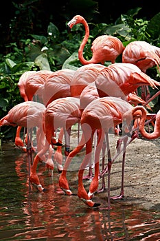 Bird flamingo