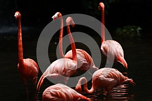 Bird flamingo