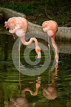 Bird flamingo