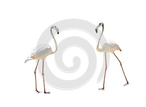 Bird flamingo walking on a white background