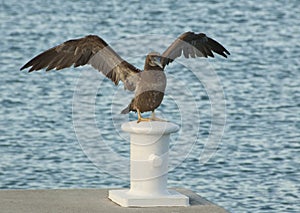 Bird flapping its wings photo