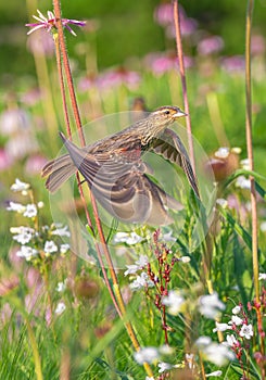 Bird Flapping its Wings and Flying between flowers and tall grass