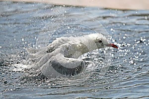 Bird flapping in the water