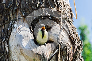 Bird fledgeling hollow nature environment pollution