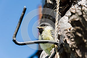 Bird fledgeling hollow nature environment pollution