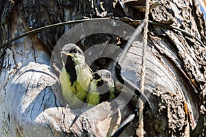 bird fledgeling hollow nature environment pollution