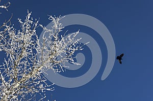 Bird flied up from tree photo