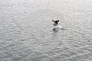 A bird  flies above water