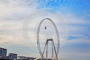 A bird flies against the backdrop of the Eye of Dubai Ferris wheel on Bluewater island