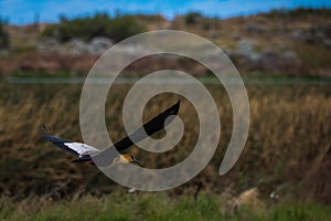 The bird flies over the field. Shevelev.