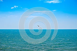 The bird flies over the sea. Seagull flying over the sea, blue sky