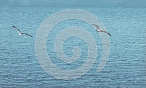 Bird flies over see. Gorgeous Flight of bird with Seagull hovers