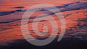 Bird flies to find food on ocean beach near running waves