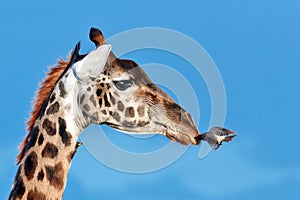 Bird flies to muzzle giraffe
