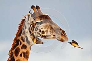 Bird flies to muzzle giraffe