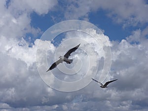 bird in flight 1