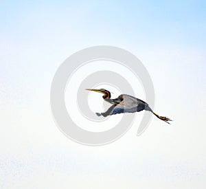 Bird in flight