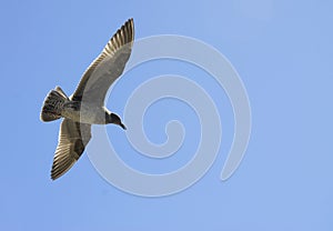 Bird in flight 2