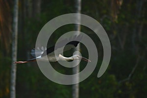 Bird on flight asian open bill