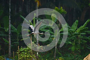 Bird on flight asian open bill