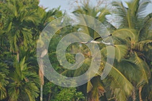 Bird on flight asian open bill