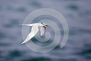 Bird in flight - Back-naped Tern