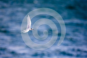 Bird in flight - Back-naped Tern