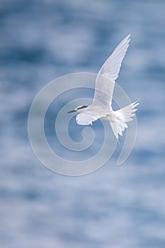 Bird in flight - Back-naped Tern