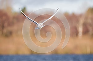 Bird in flight, Black Headed Gul, UK